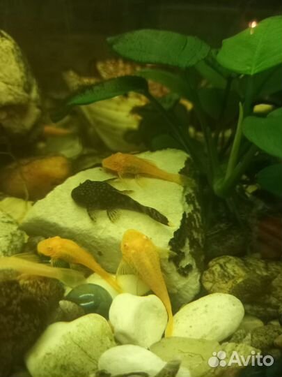 Сомики Анциструс-рыбка для чистки аквариума 3-5 см