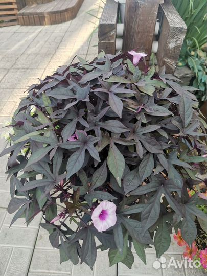 Ипомея батат