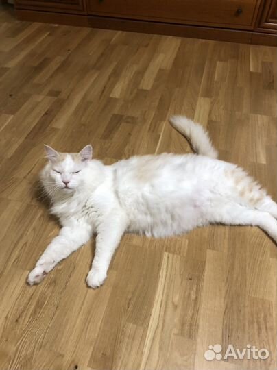 Отдам кота в добрые руки