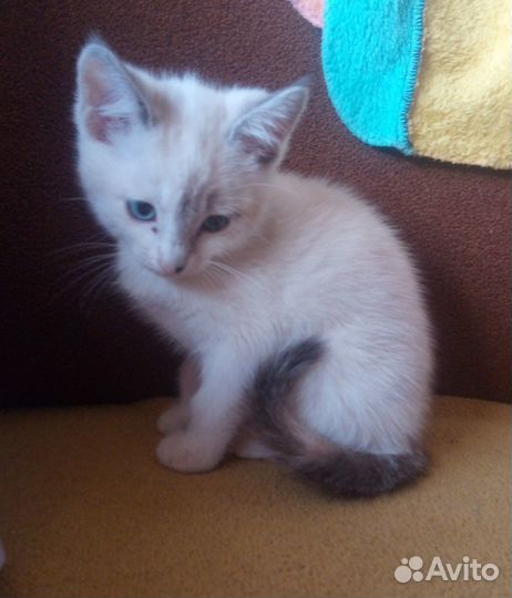 Отдам котят в добрые руки