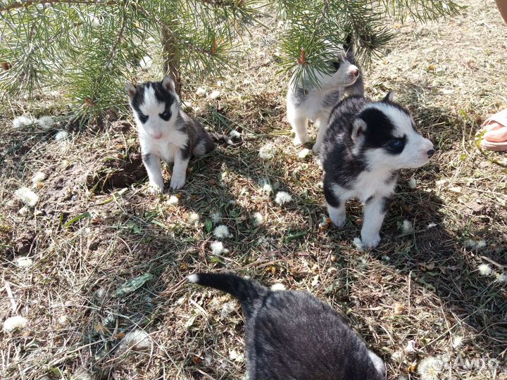 Щенки хаски
