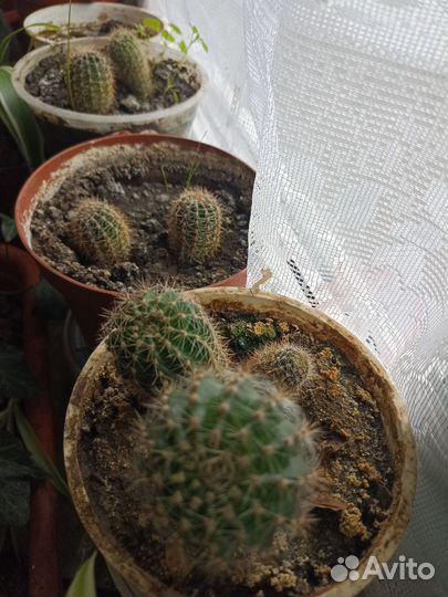 Кактусы и суккуленты