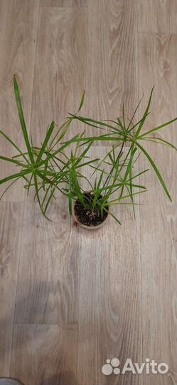 Циперус (Cyperus) Читайте текст объявления