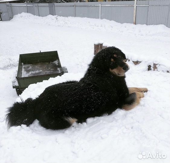 Выгул собак