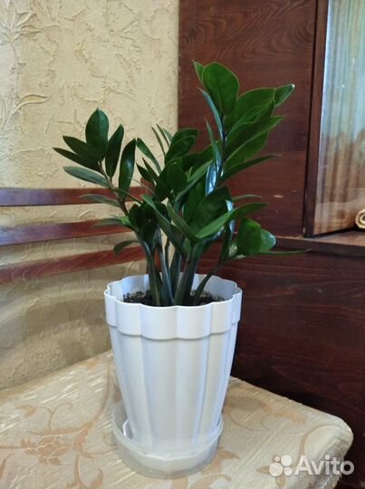 Замиокулькас