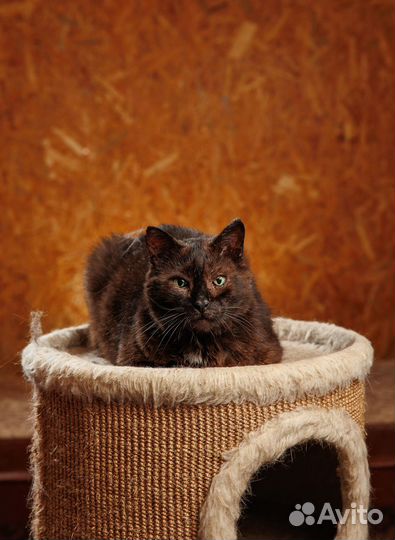 Подарите Джокеру шанс на счастливую жизнь