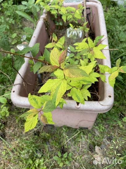 Спирея голдфлейм