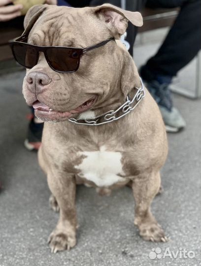 American Bully вязка Американский Булли вязка Ищем