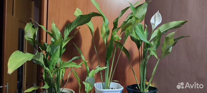 Спатифиллум, Алоказии Блэк вельвет, Стингрей