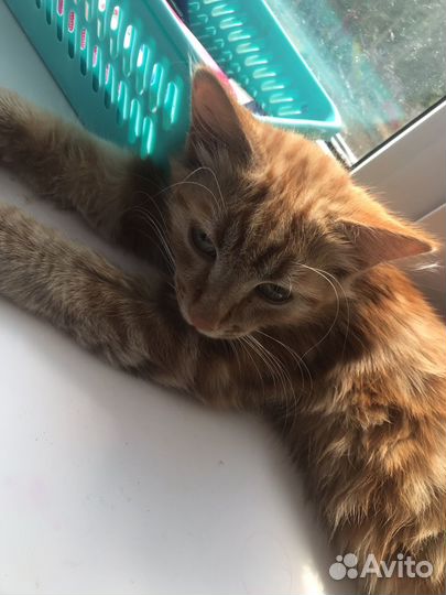 Котик в добрые руки