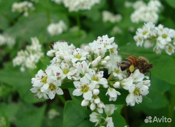 Мёд 24 года из Алтая опт