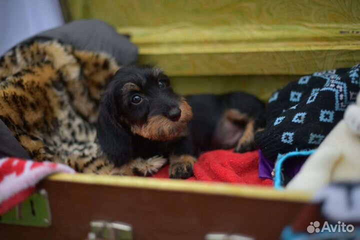 Таксенок-жестик