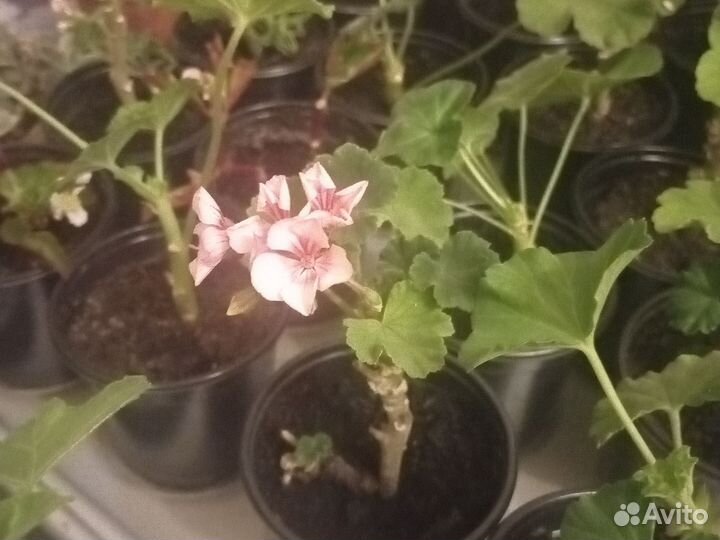 Пеларгония зональная