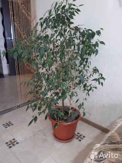 Фикус бенджамина