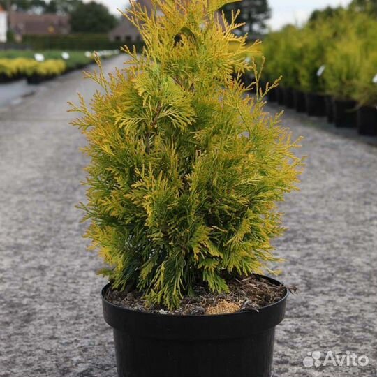 Туи. Голубые ели