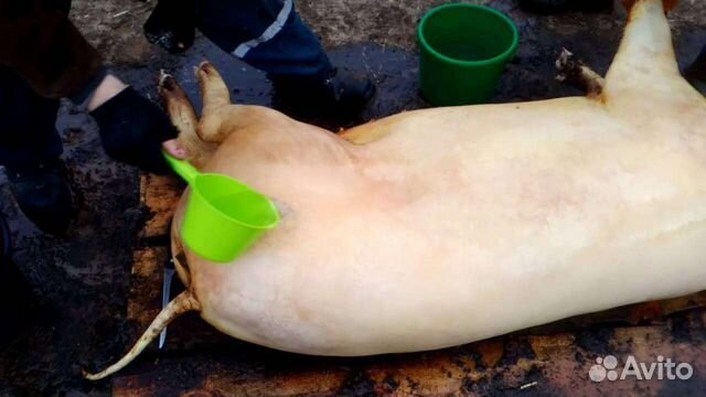 Как правильно разобрать свинью свинья - Услуги и сервисы в Краснодарском крае Поиск специалистов Услуги на Авит