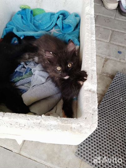 Отдам котят в добрые руки