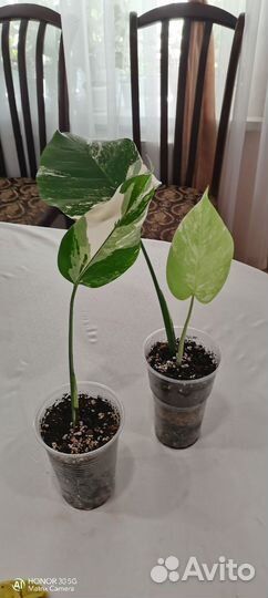 Филадендрон