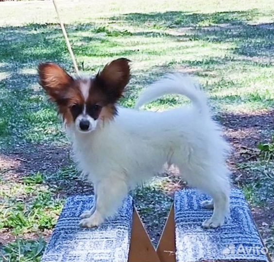 Щенок папийона