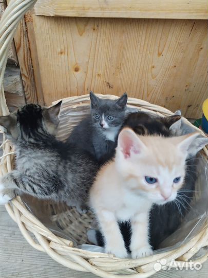 Котята в добрые руки