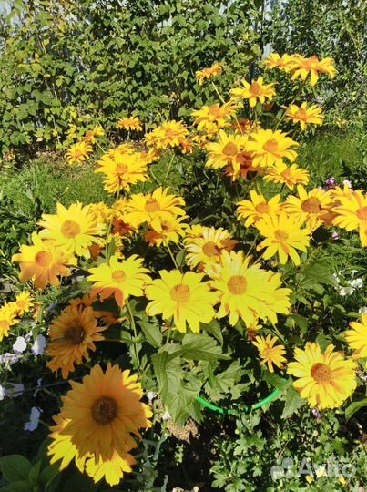 Гортензия Пинк Анабель Кареопсис