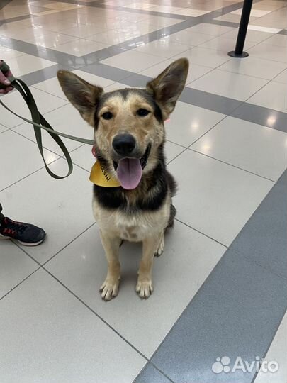Метис немецкой овчарки
