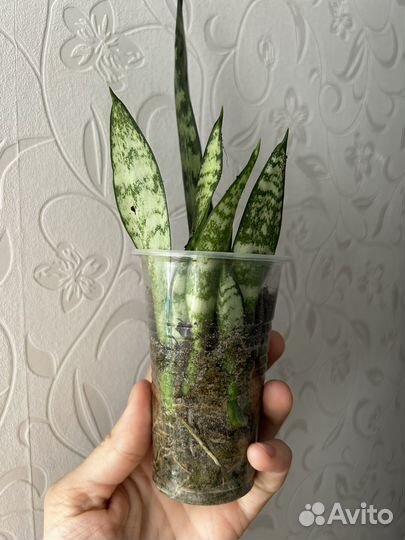 Сансевиерия детки щучий хвост