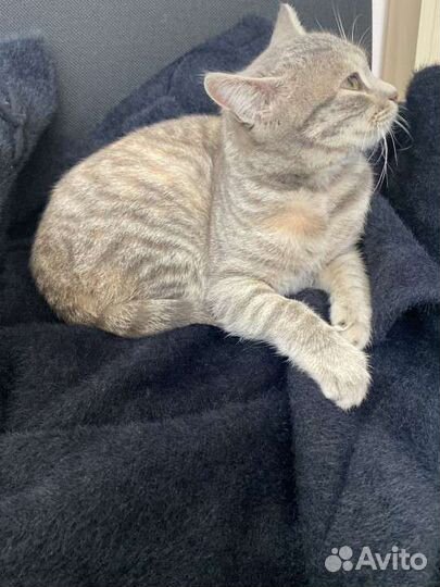 Кошка в дар