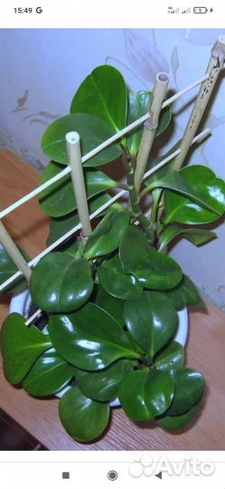 Паперомия туполистная