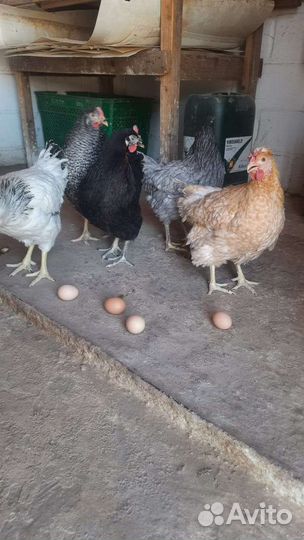 авито липецк куры