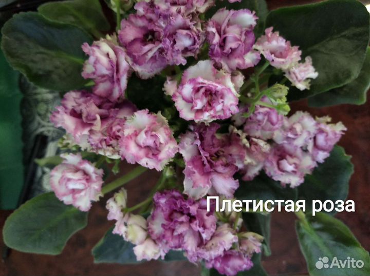 Детки сортовых фиалок. Стартеры