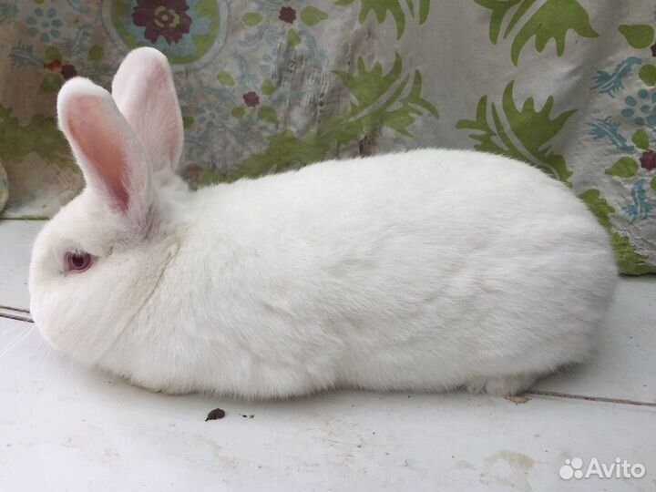 Кролики мясных пород