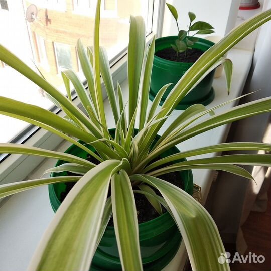 Взрослый хлорофитум