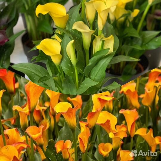 Калла клубни разные