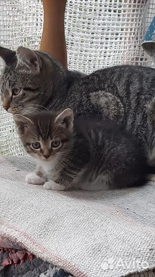 Котята в добрые руки даром