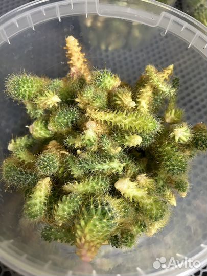 Детки кактуса