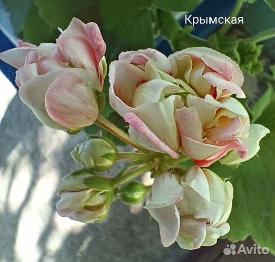 Пеларгонии сортовые