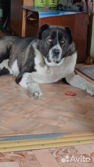 Среднеазиатская овчарка алабай вязка