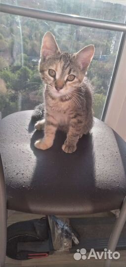 Отдам котенка в добрые руки