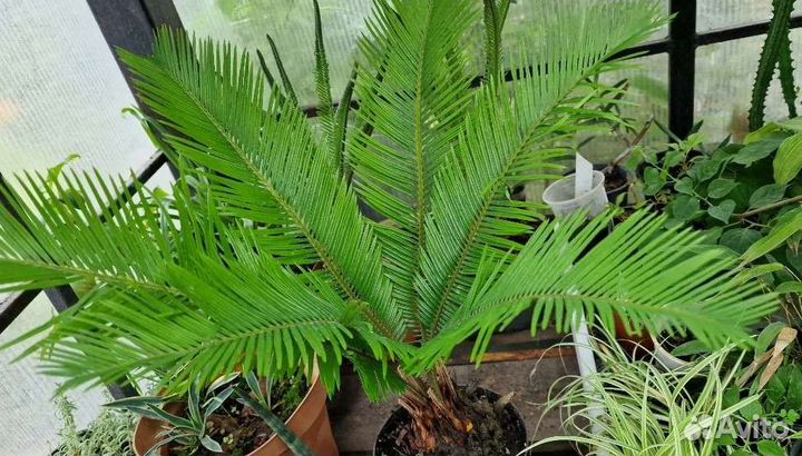Цикас саговник саговая пальма
