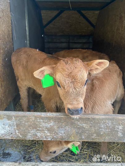 Телята бычки