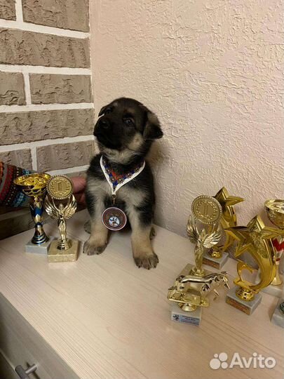 Шикарные девочки вео