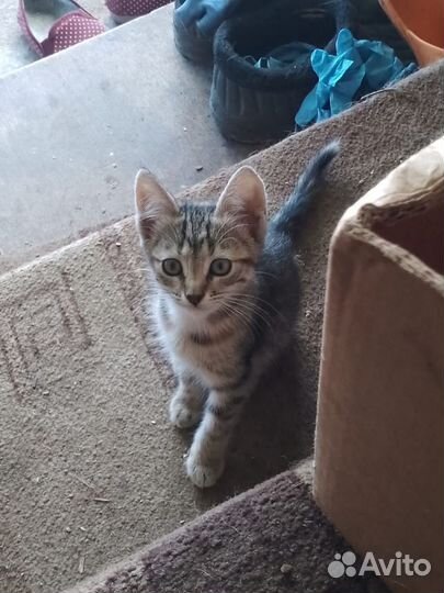 Котята в добрые руки бесплатно