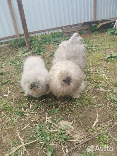 Инкубационное яйцо китайской шёлковой курицы