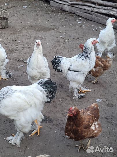 Петушки Брама, Легбар, рус. Хохлатый