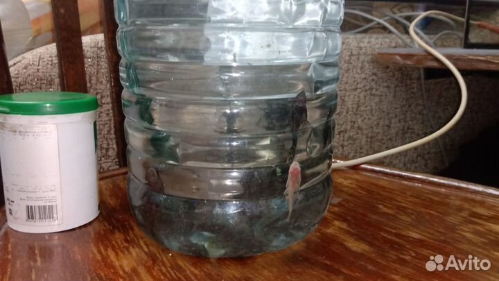 Аквариум-телевизор