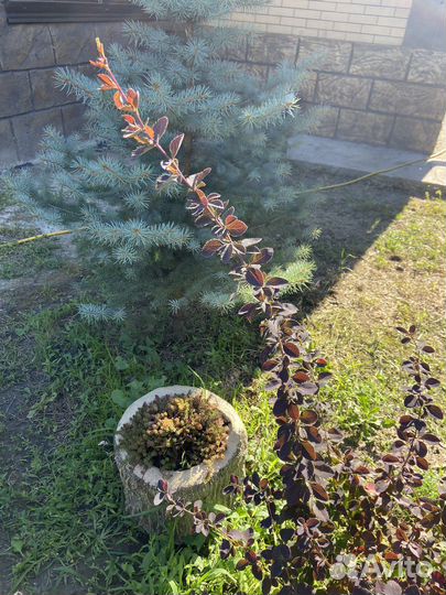 Барбарис бордовый