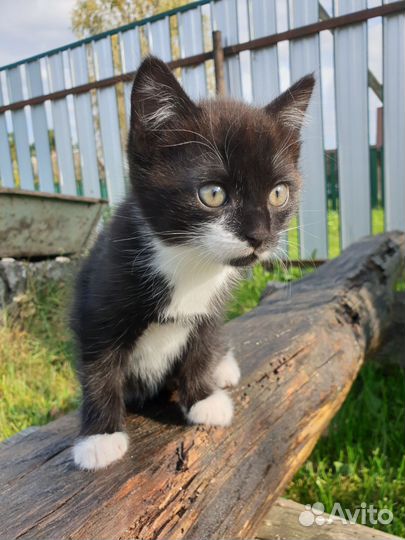 Отдам котенка в добрые руки