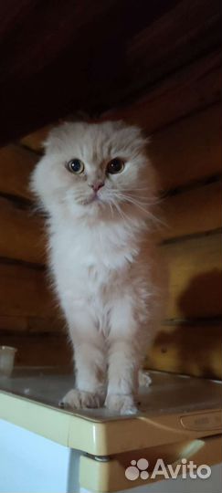 Британская кошка