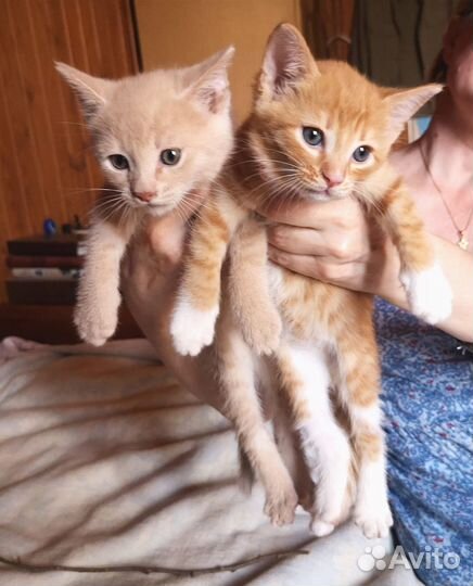 Котята